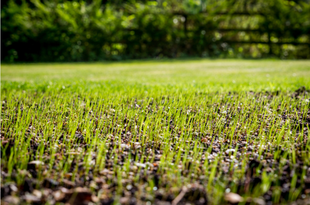 Why Fall Is the Best Time for Turf Repair