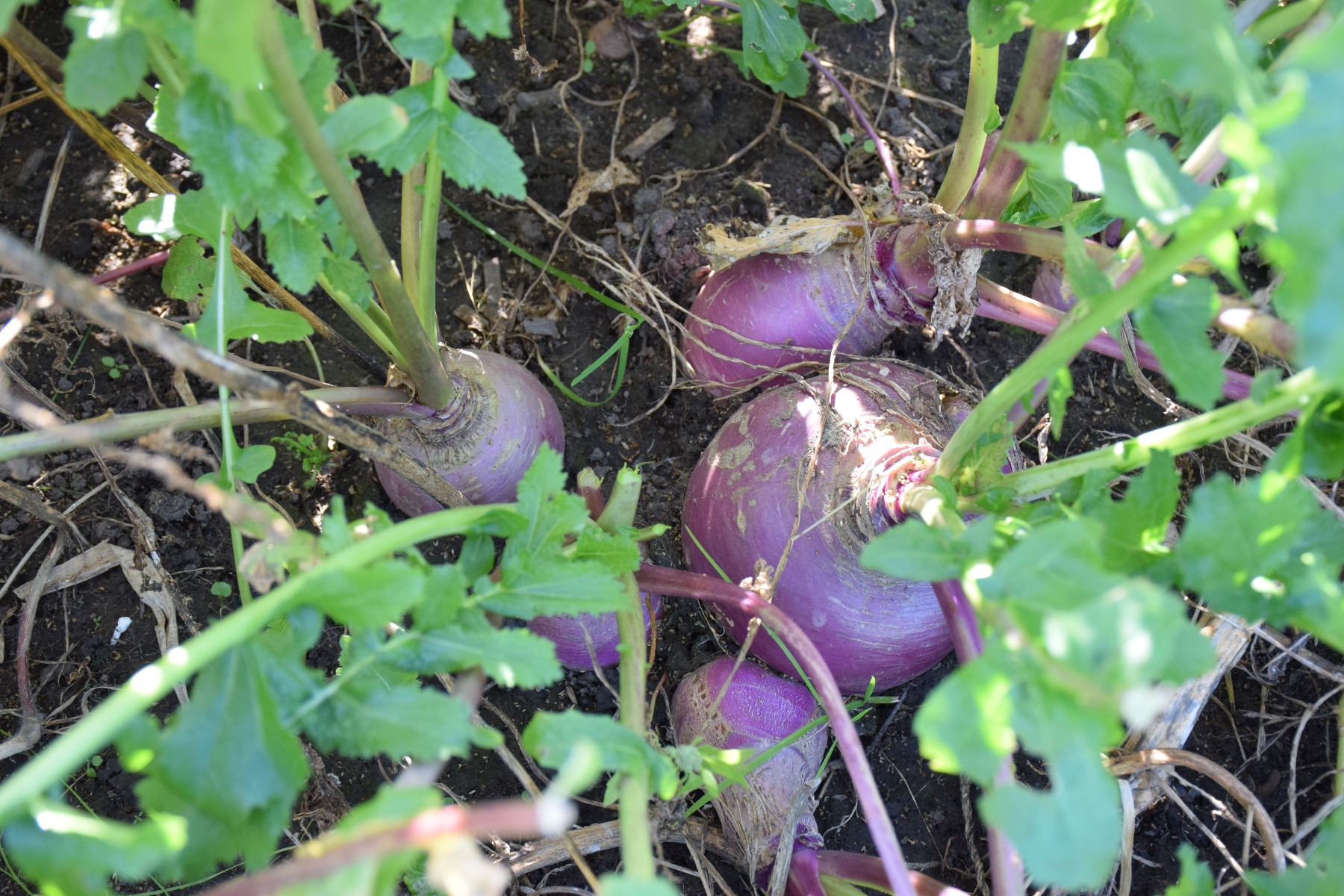 1 LB Purple Top Turnips Seed Deer Food Plot FREE SHIPPING 