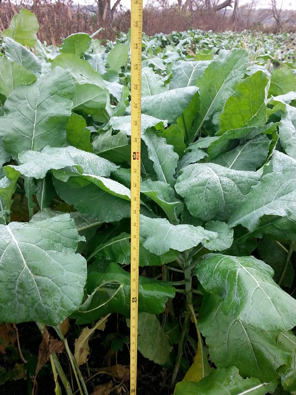 What are Improved Brassicas? A Highlight on Our Diversity of Brassica Crops | Tools & Guides | Deer Creek