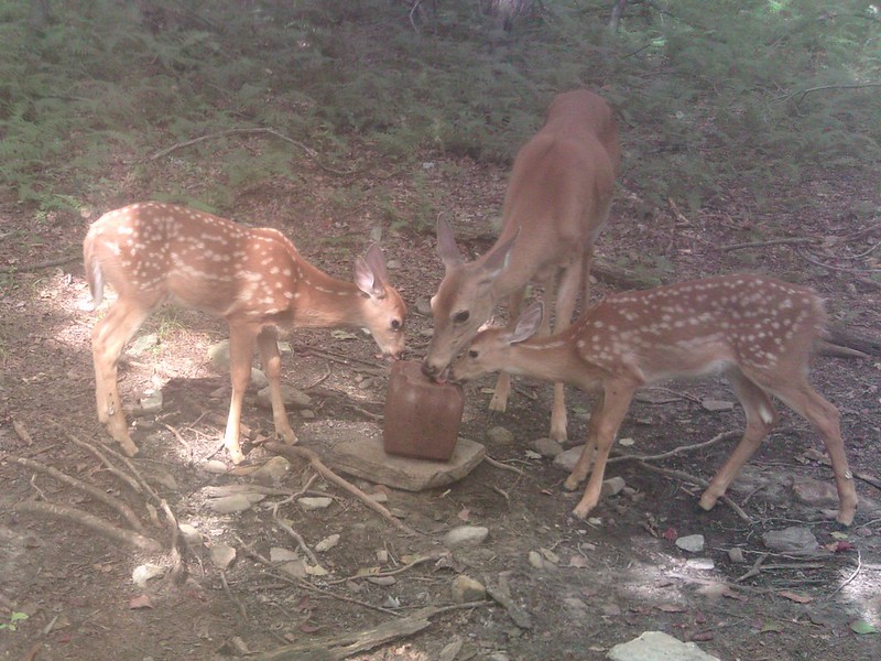Deer feeder 