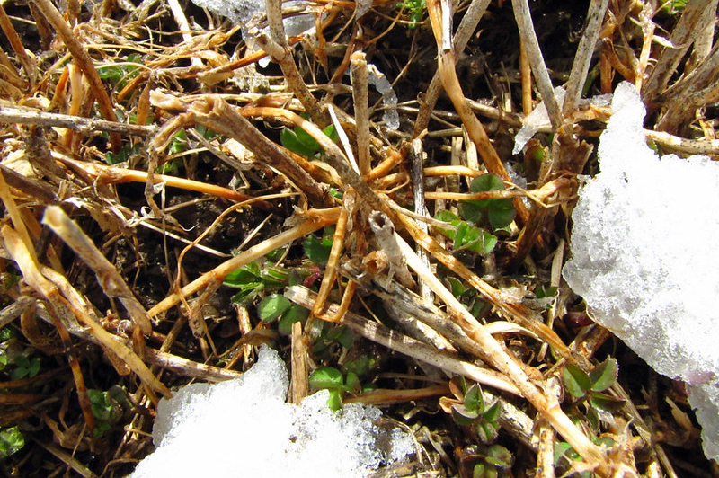 alfalfa in snow