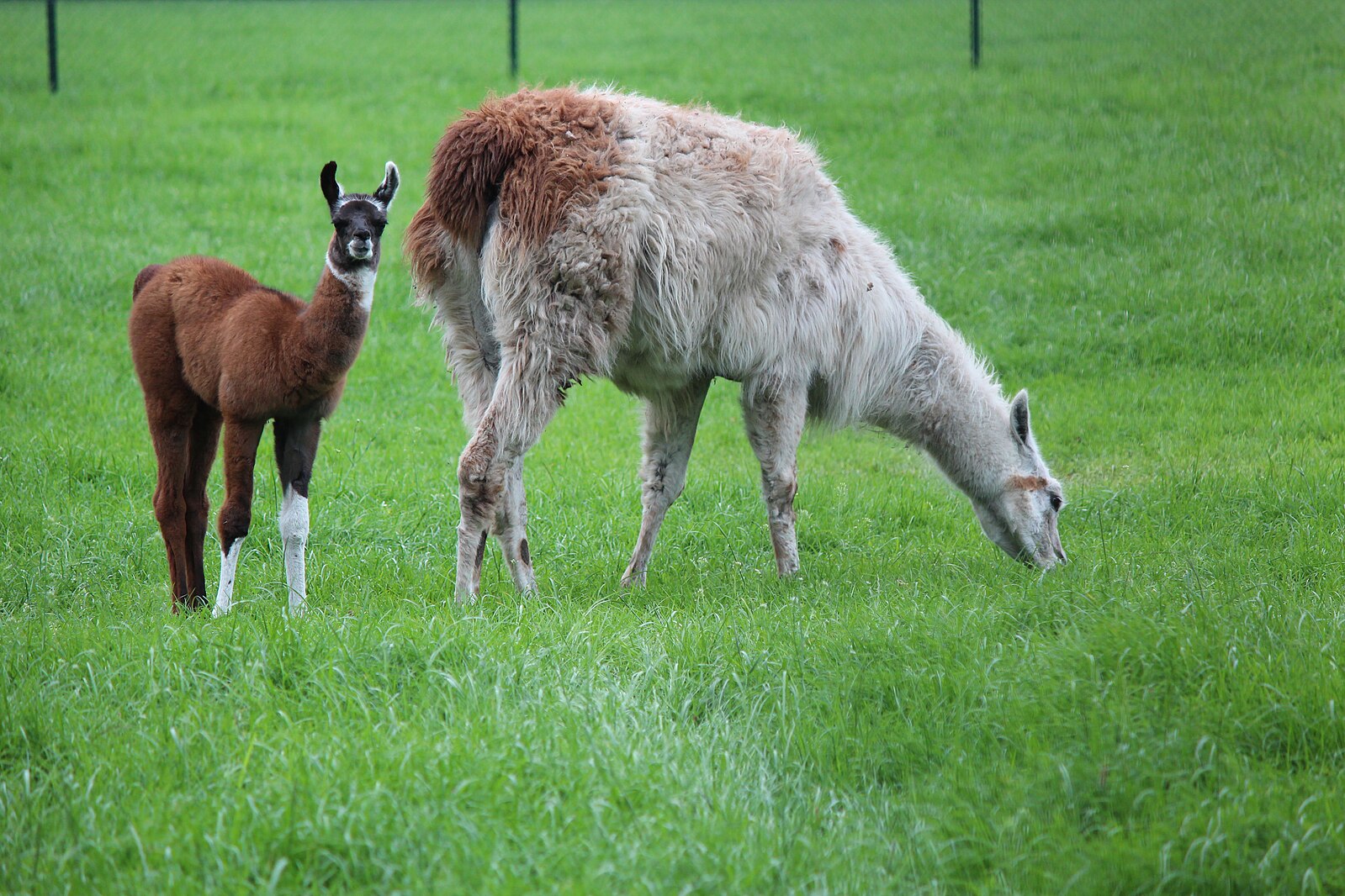 Mother and baby Alpaca