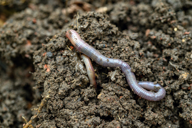 Earthworms in soil