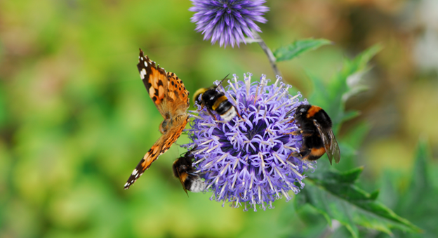 pollinator butterfly