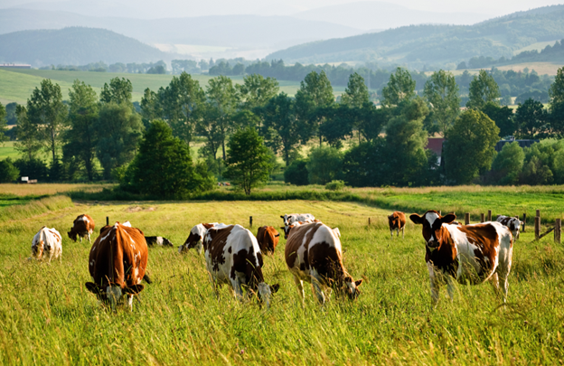 Cow pasture