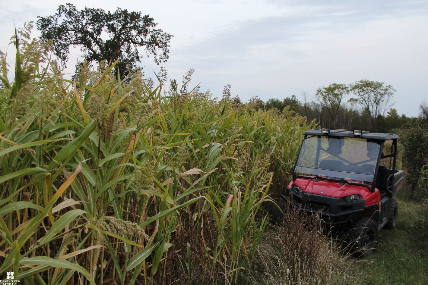 Egyptian Wheat Stand