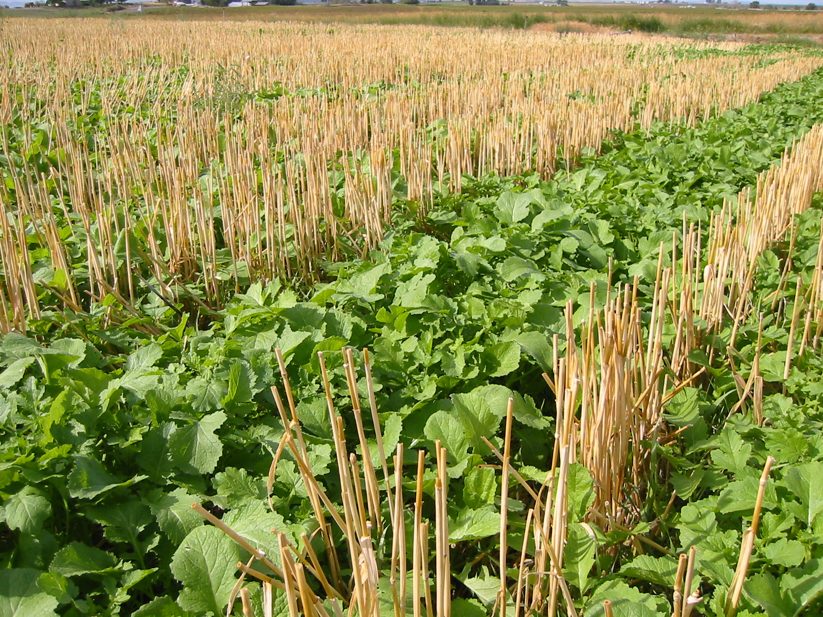 Cover crop after harvest