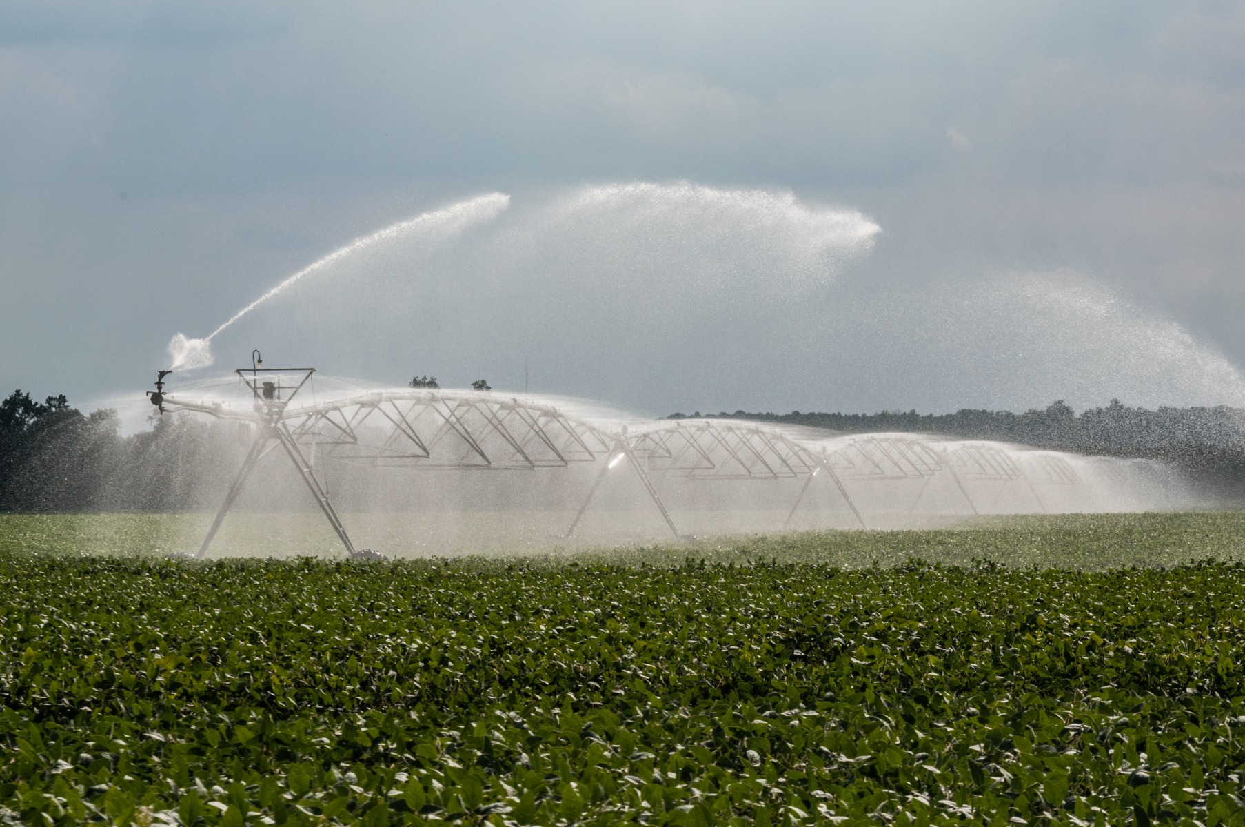 irrigation 