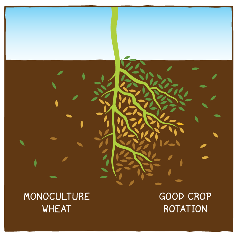 Crop restoration