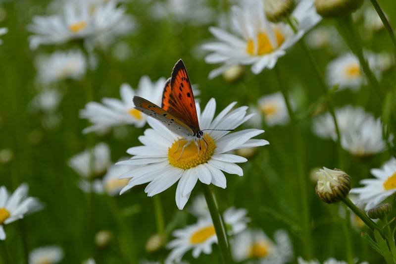 butterfly on wildflowers