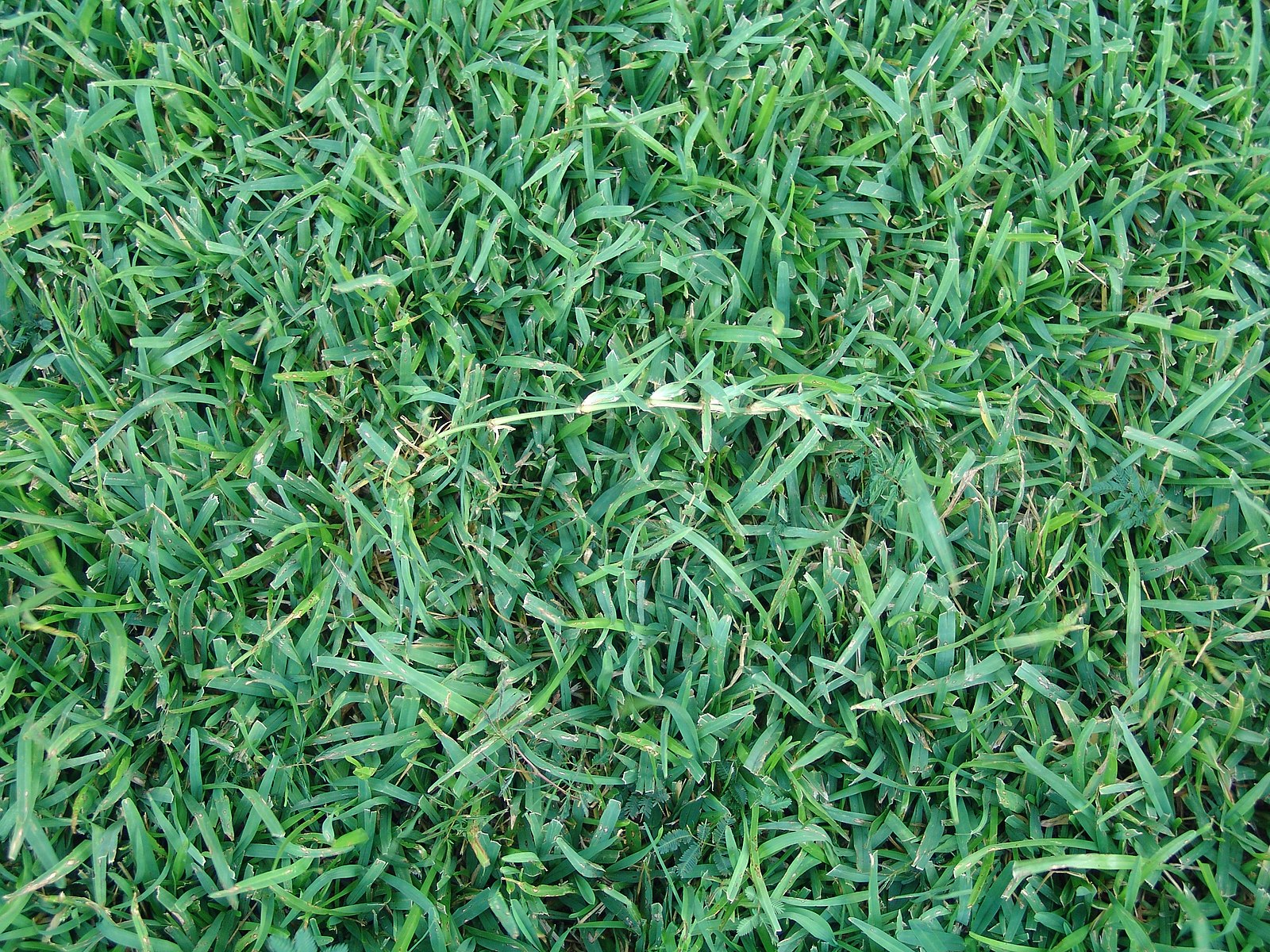 Centipede Grass