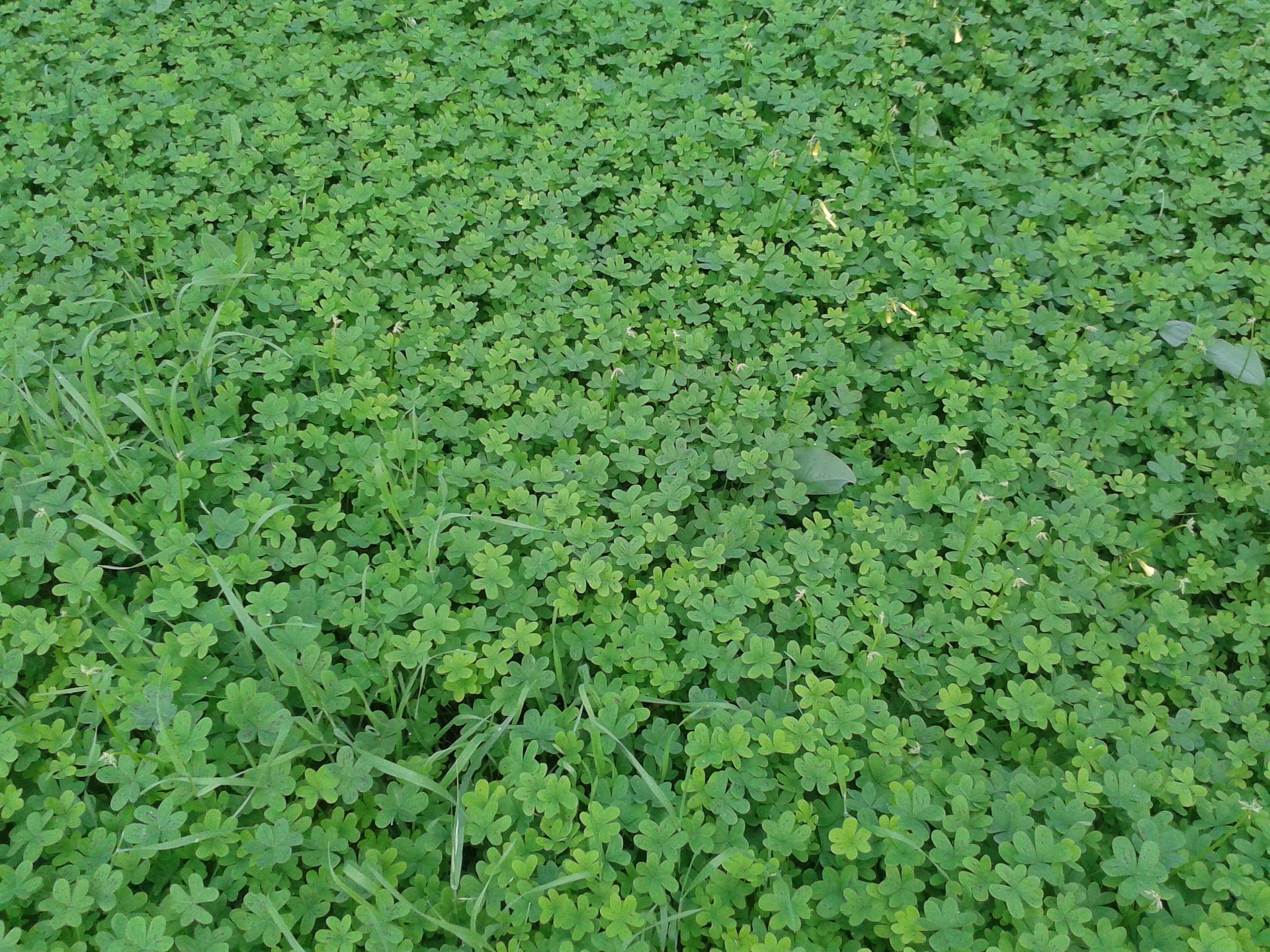 micro clover field