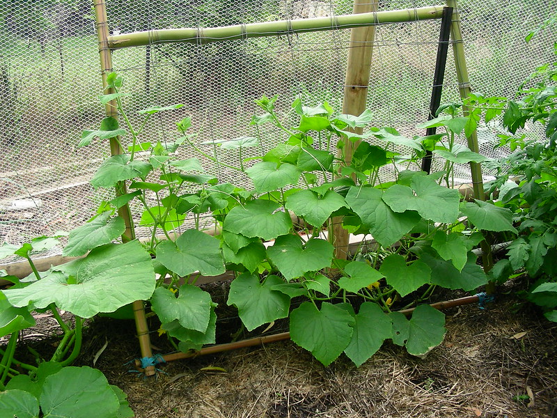 cucumber plant