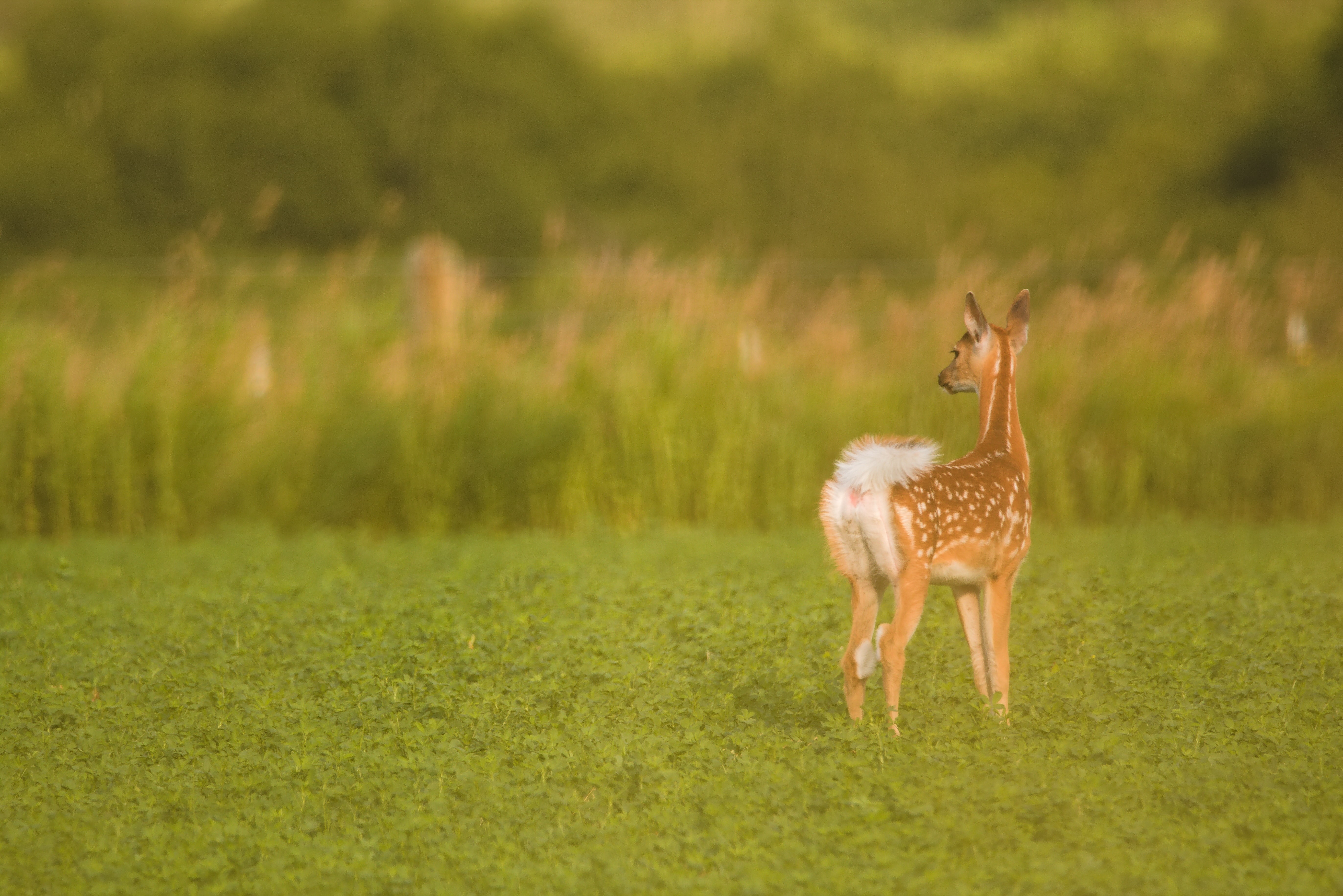 Whitetail deer fawn in food plot