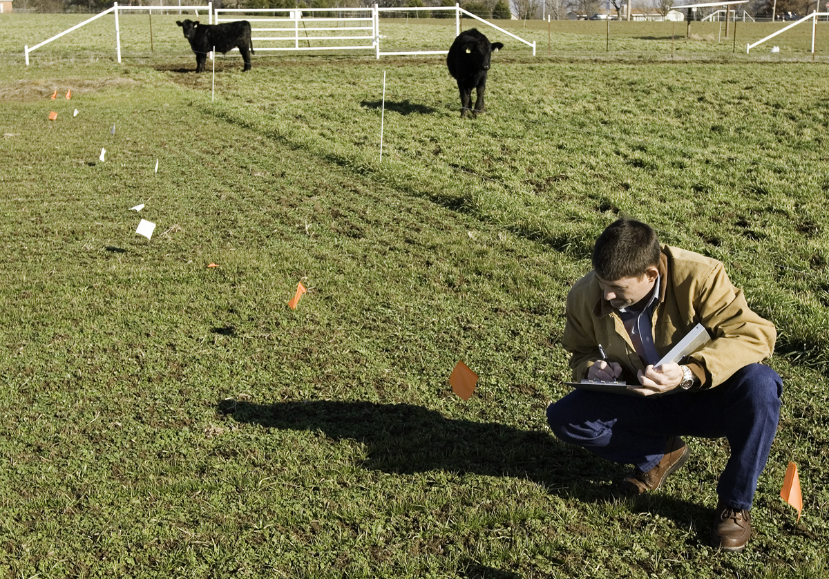 examining alfalfa field