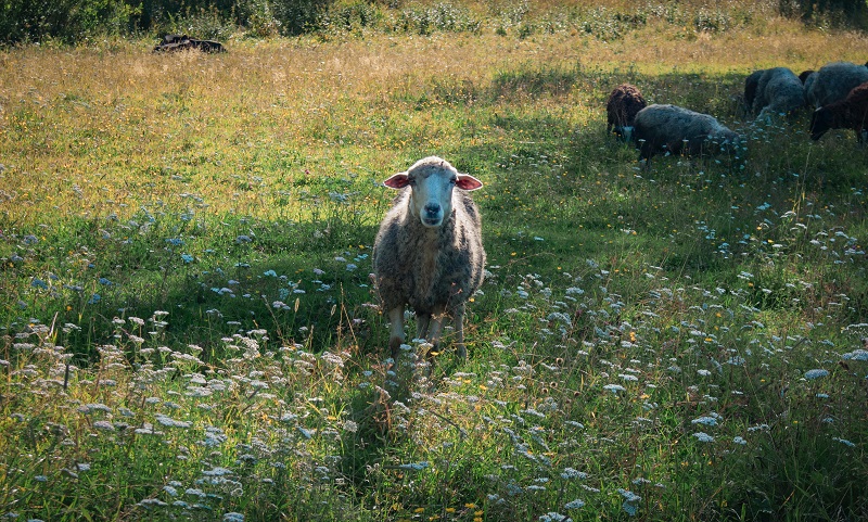 grazing sheep on wildflowers