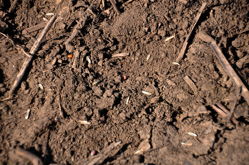 seed soil contact