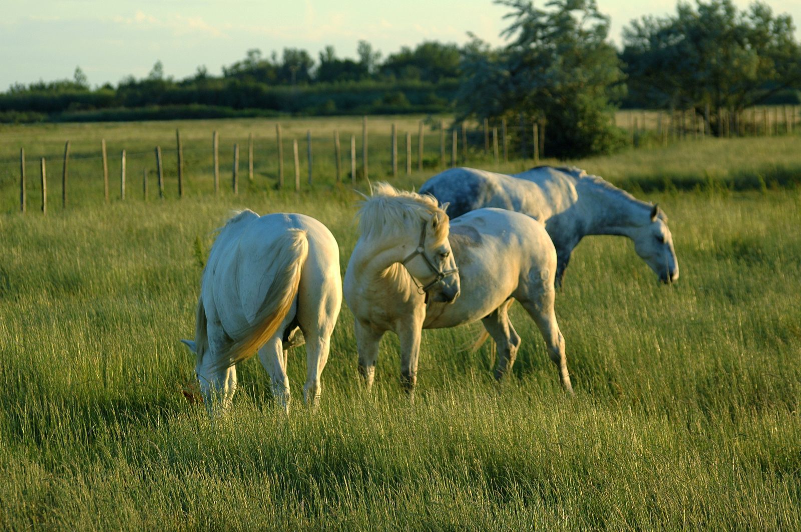 white horses grazing